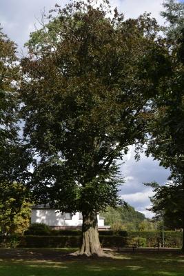 Mooie oude eik in het park achter het cultuurhuis van Hansbeke