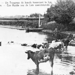 Koeien zwemmen in de Leie, Sint-Martens-Latem