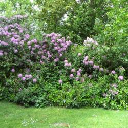 Rododendrons in het park van huis Meheus