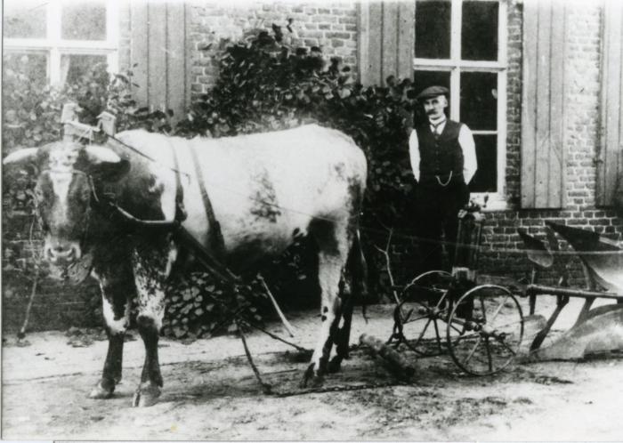 Viktor Biebuyck poseert met koe en ploeg