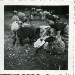 Alma Gevaert scheert de schapen